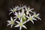 Little River Canyon onion